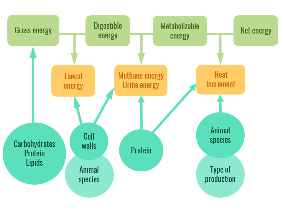 The different types of feed energy