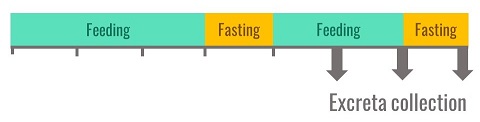 Protocol for the measurement of metabolisable energy